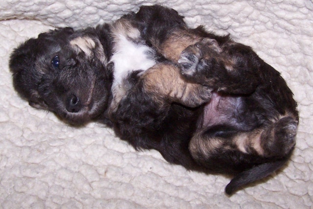 Arc-en-ciel Arlequin 06.02 (14).JPG